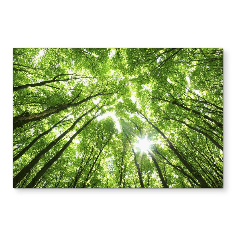 Wandbild Baumkronen im Wald - Alu-Dibond