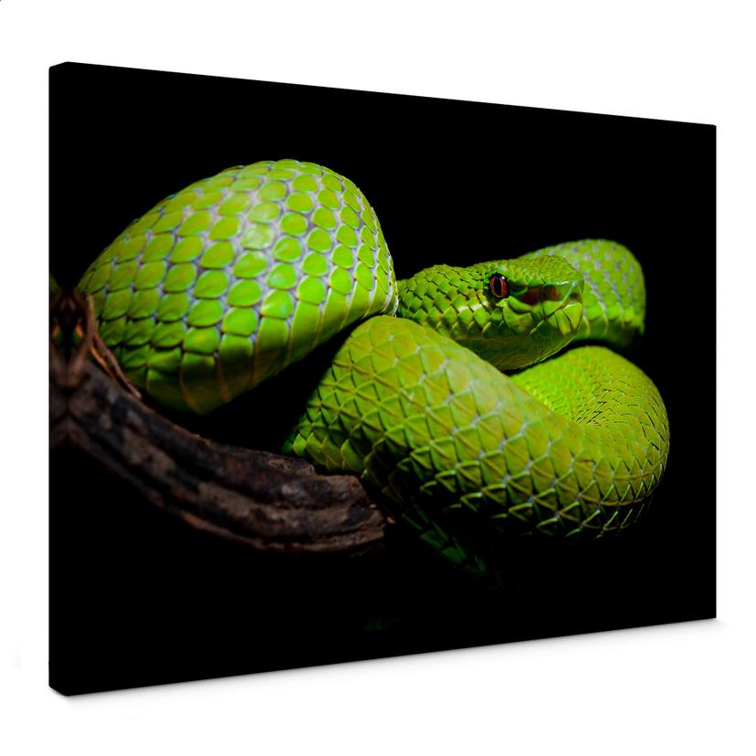 Canvasbillede - Hakonsin - Green Viper