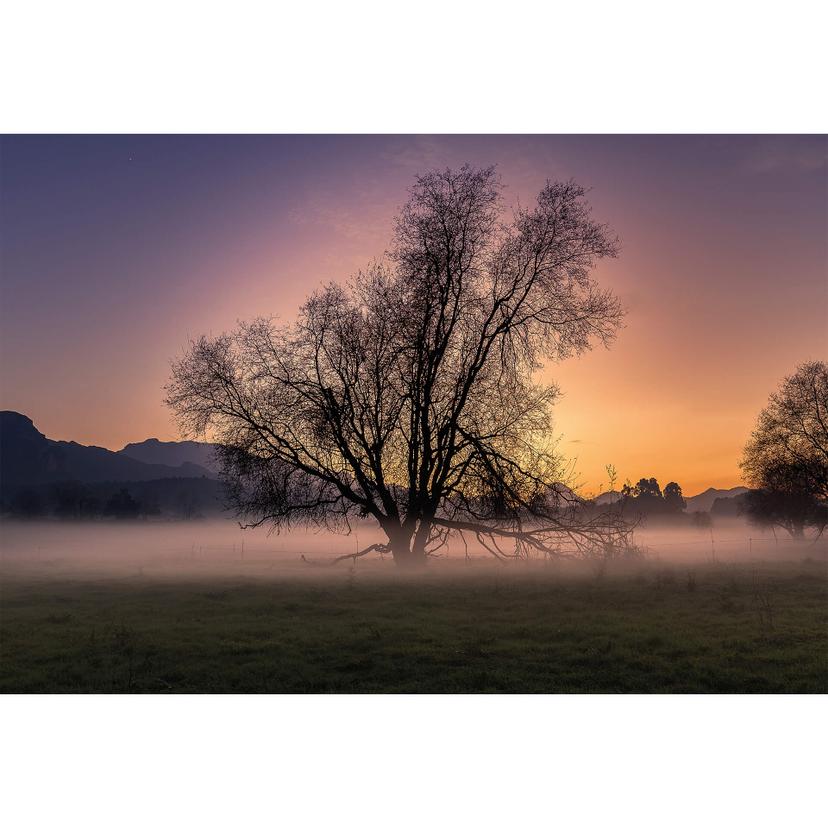 Fotomurale Cuadrado - The Fog - 384x260 cm
