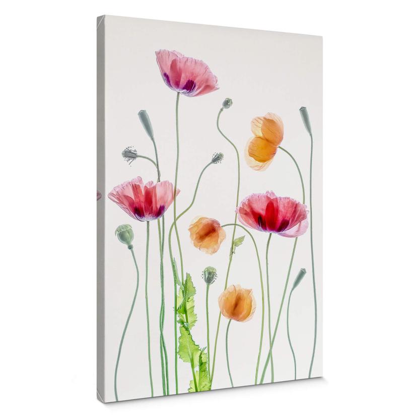 Lærredsprint - Disher - Colourful Poppies