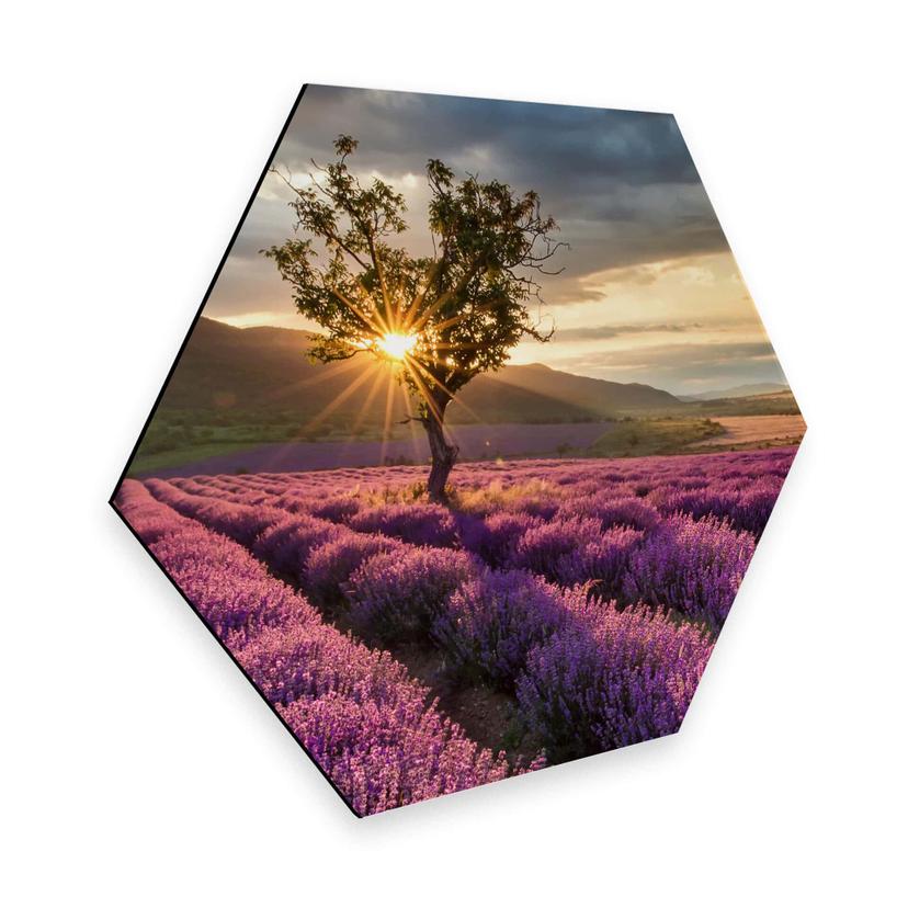 Hexagon - Alu-Dibond - Lavendelmarker i Provence