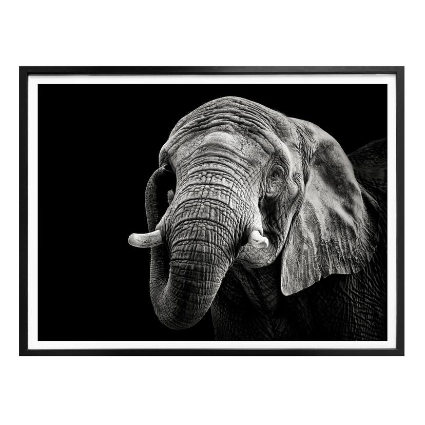 Póster Meermann - El elefante