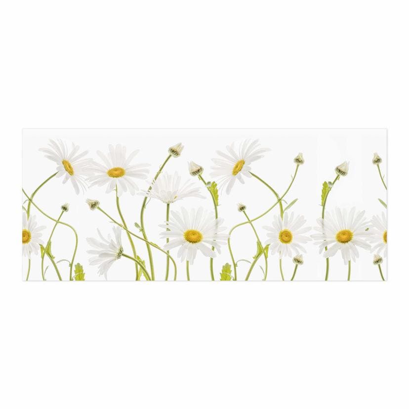 Självhäftande Stänkpanel Disher - Ox eye Daisies