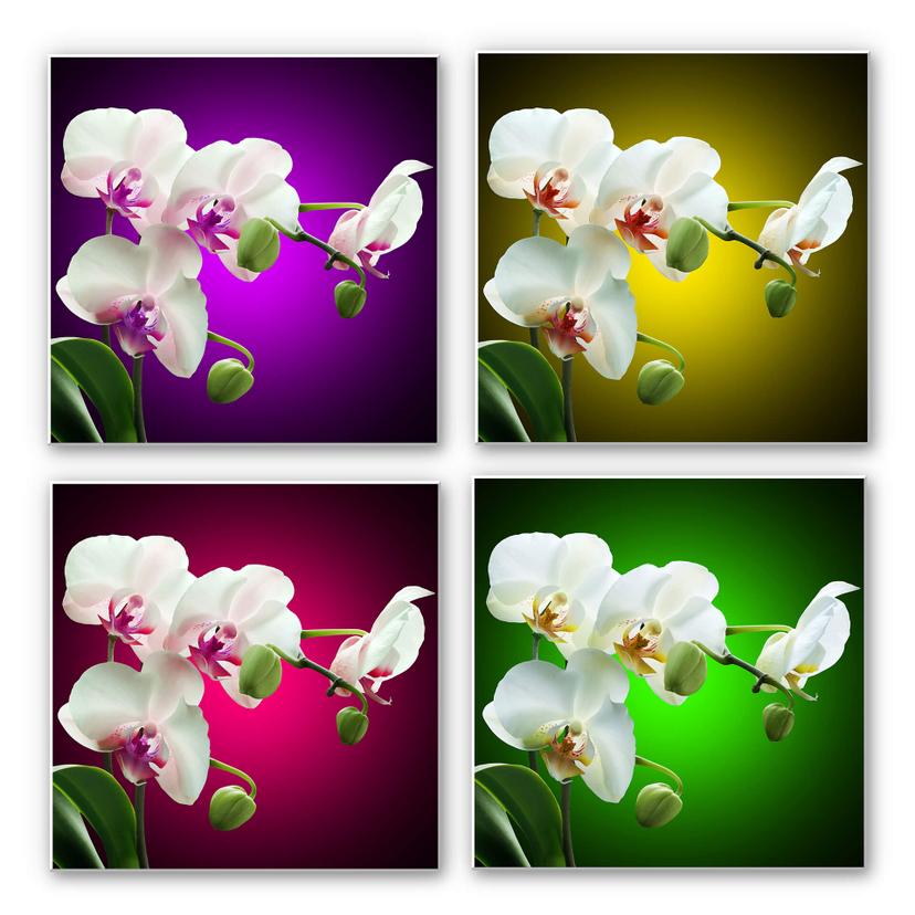 Wanddecoratie Forex Prachtige Orchidee - vierkant