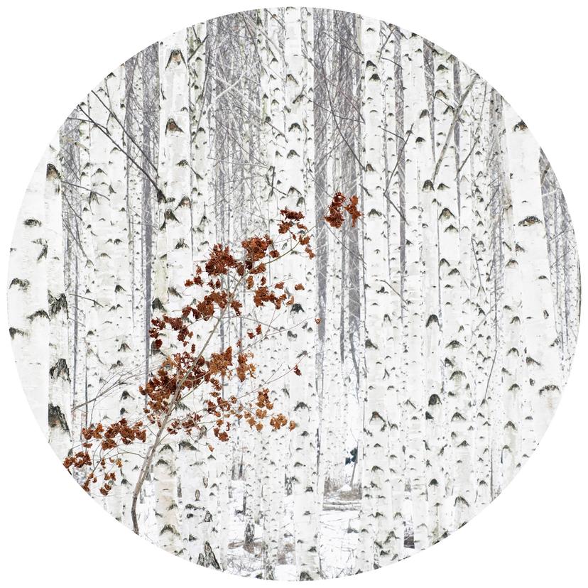 Han - Björkskog - Rund Fototapet - non-woven tapet/självhäftande non-woven tapet