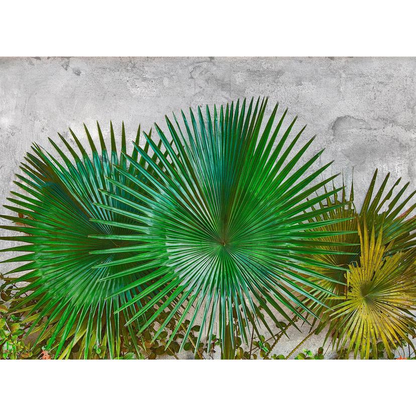 Livingwalls Fotomurale Designwalls -  Agave