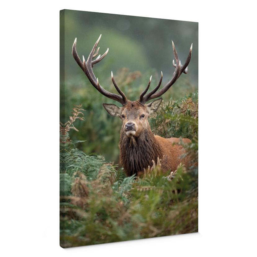 Canvasbillede Krondyr - Skovens vogter - van Duijn