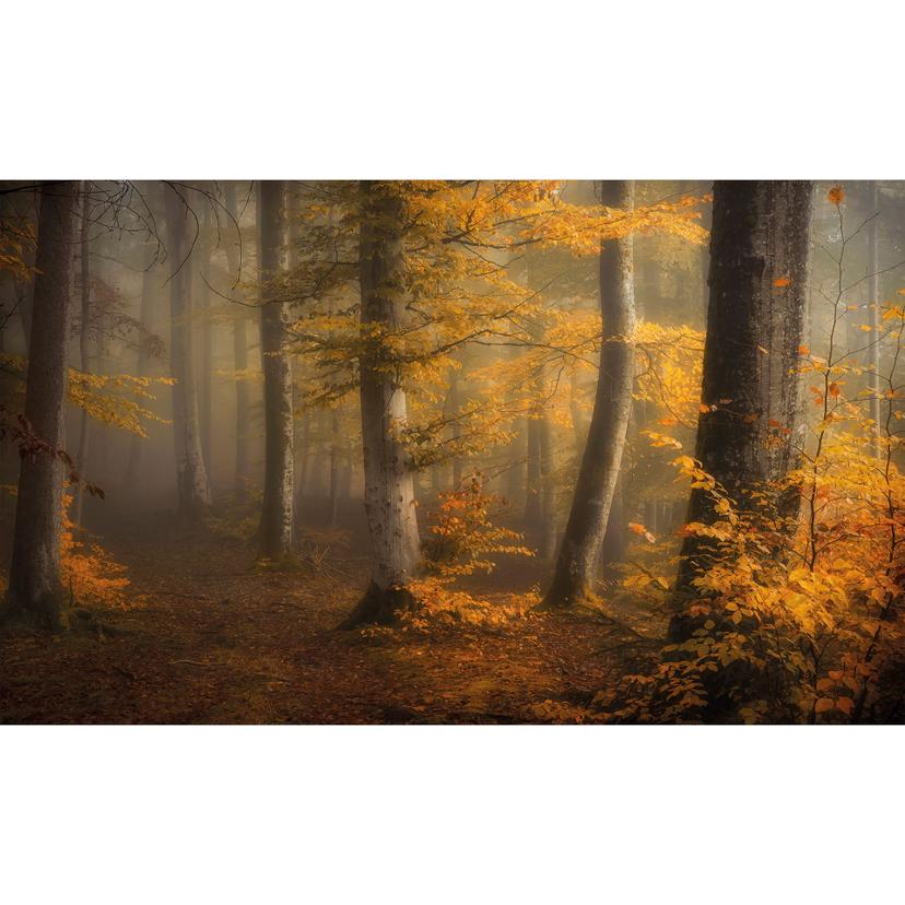 Fototapet i skogen - gyllene löv i en dimmig skog - Maier