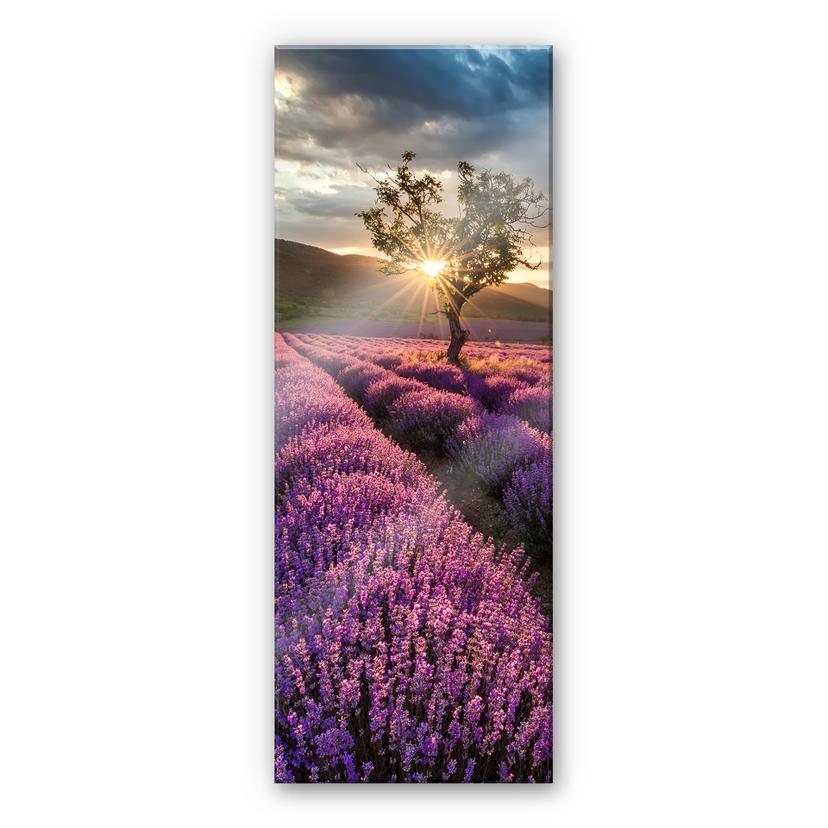Akrylbillede Lavendelblomster i Provence - Panorama