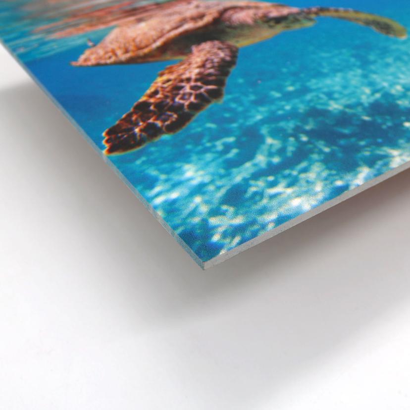 Tableau Forex - Tortue en voyage