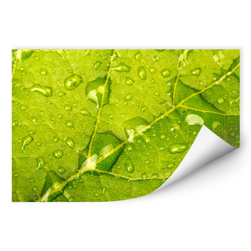 Muurprints Regendruppels