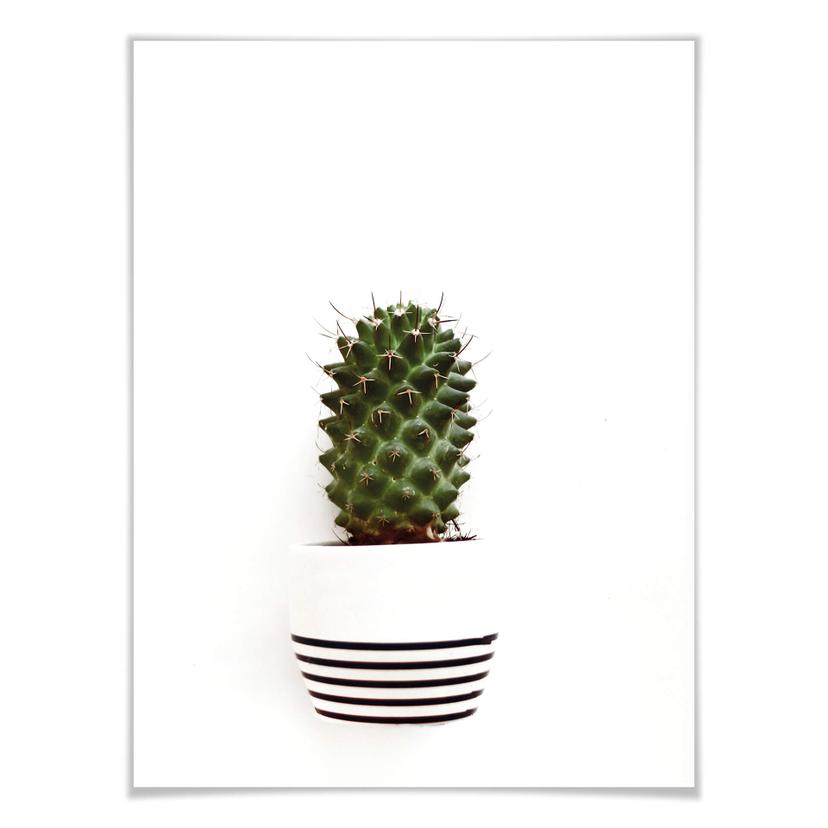 Poster Mon petit cactus - solo