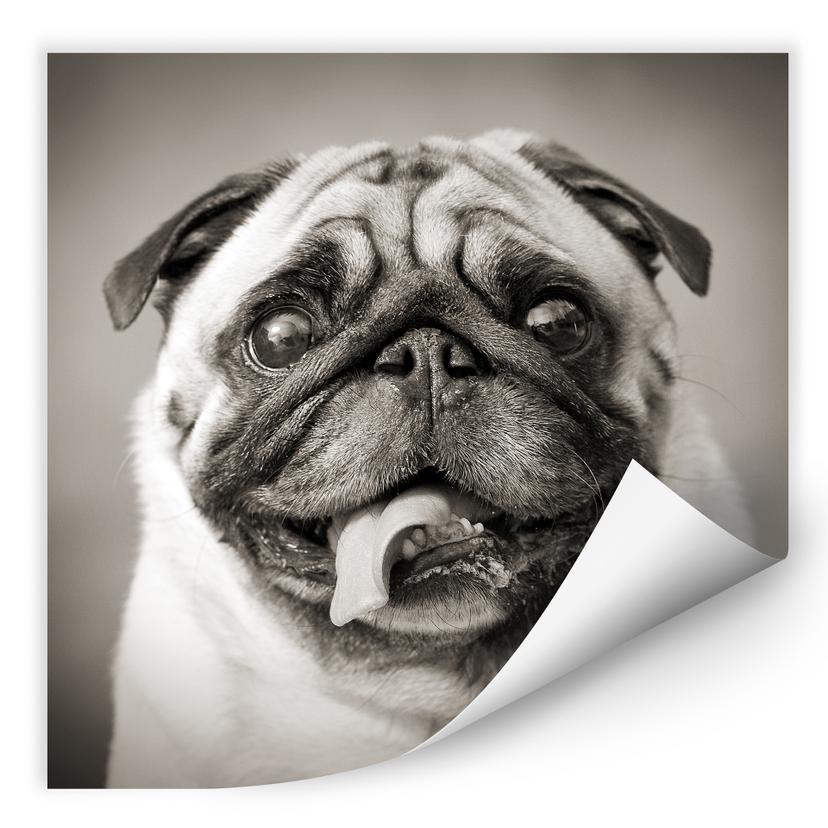 Zelfklevende Poster - Mops