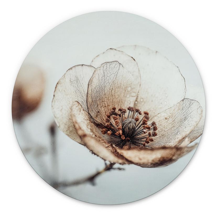 Billede af tørret blomst beige natur poesi - Treechild - rund – print på aluminium (Alu-Dibond)