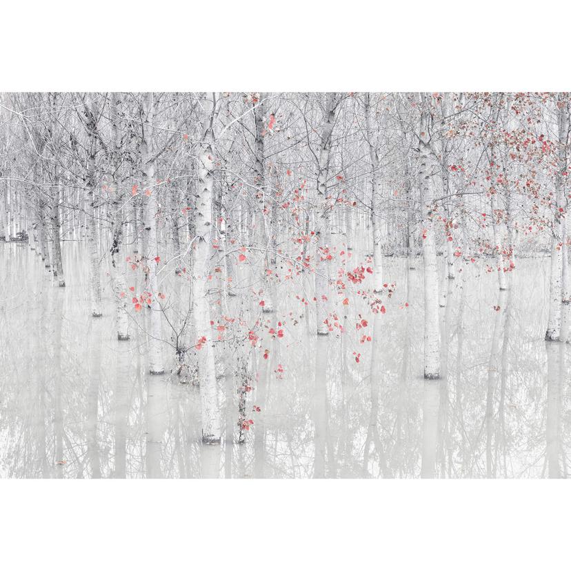 Carozzi - Vit björkskog med röda blad Fototapet