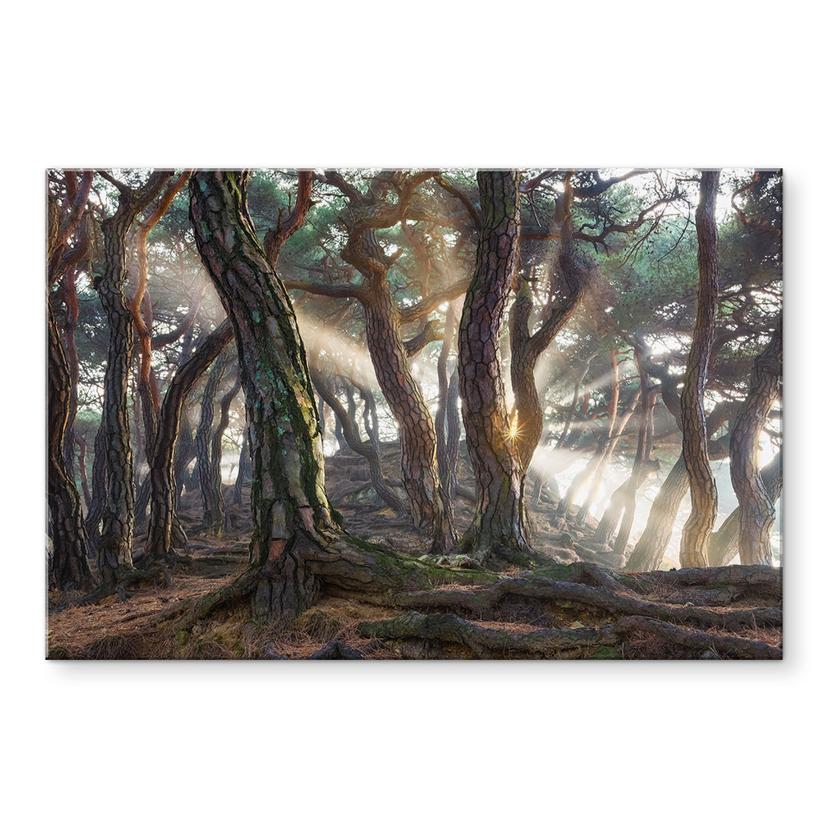 Tableau en verre acrylique Pinède sacrée - Ryu