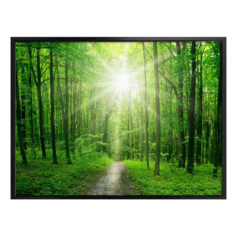 Póster Bosque soleado