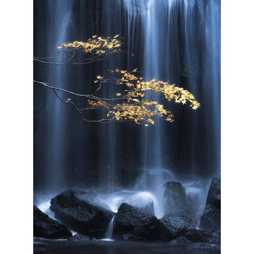 Fotomurale Yatsushima - Autunno giallo - 192x260