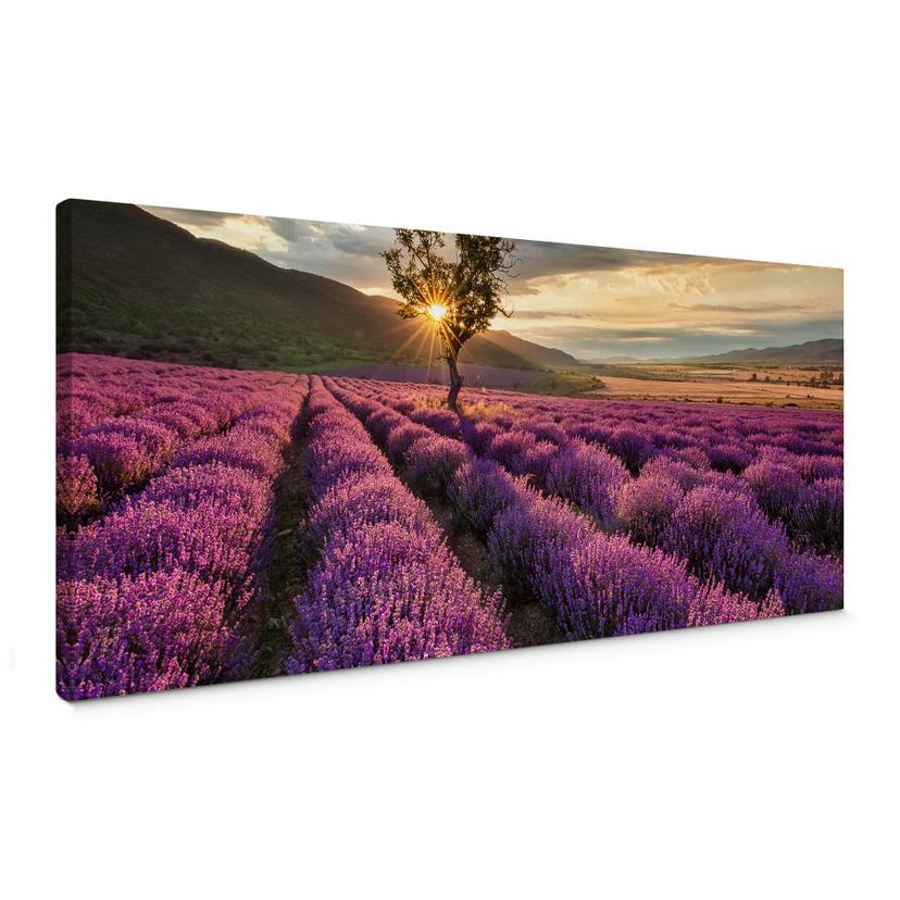 Lienzo Lavanda en flor en Provenza - Panorama 01