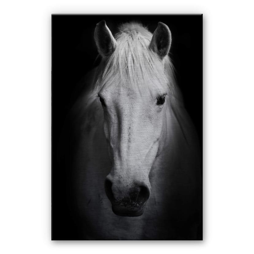 Hvid Hest – print på aluminium (Alu-Dibond)