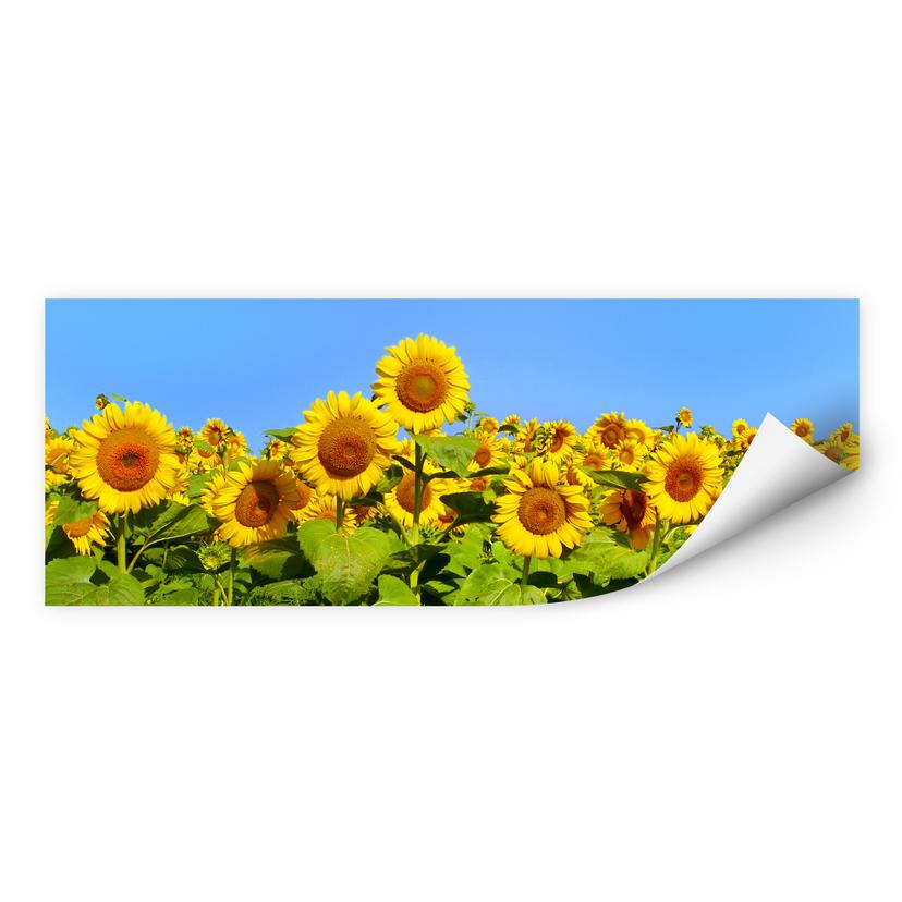 Muurprints Zonnebloemen - Panorama