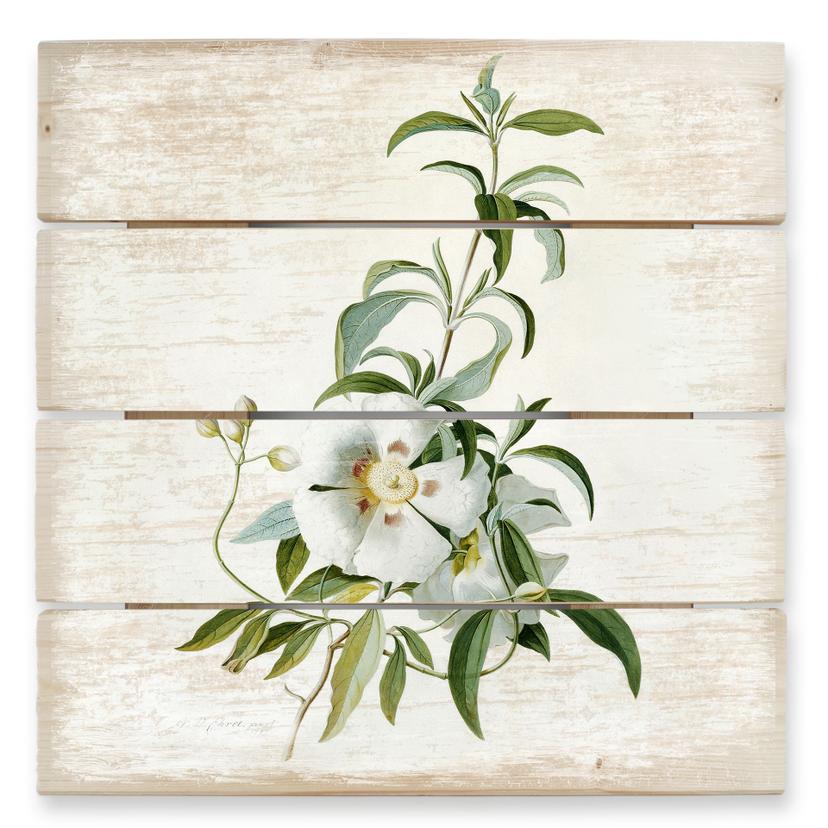 Cuadro de madera Ehret - Cistus rose - 40x41,5 cm