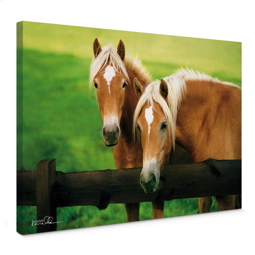Lienzo Boiselle - Yeguas Haflinger jóvenes y curiosas