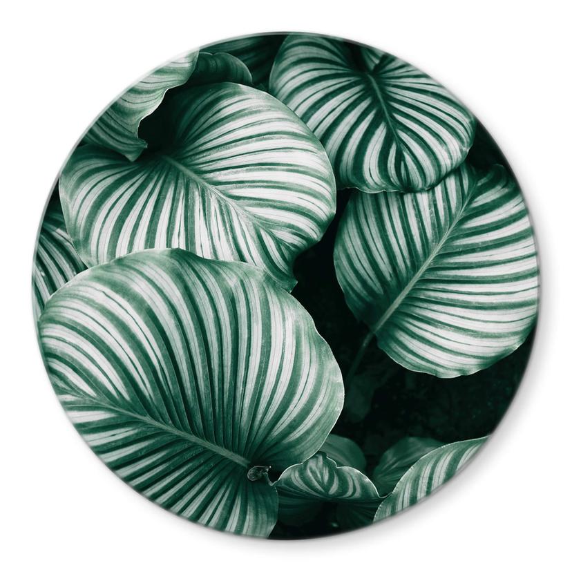 Glasschilderij Rond Urban Jungle - Calathea Orbifolia