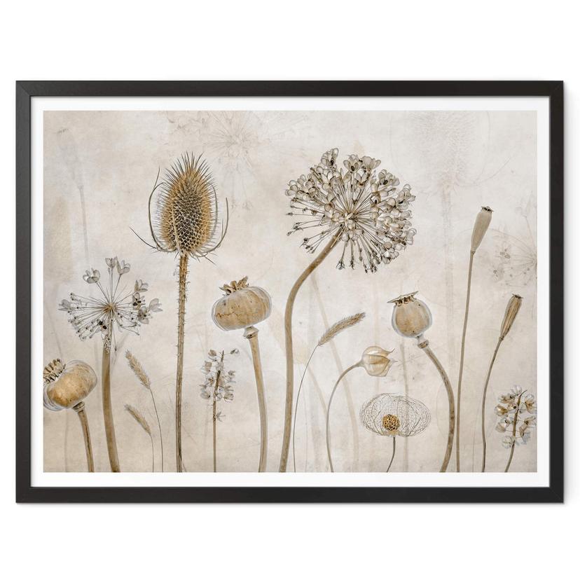 Póster Disher - Flores secas
