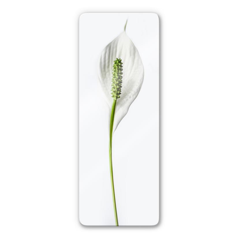 Glasschilderij Peace Lily