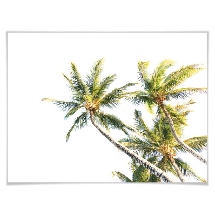 Poster - Palme 05
