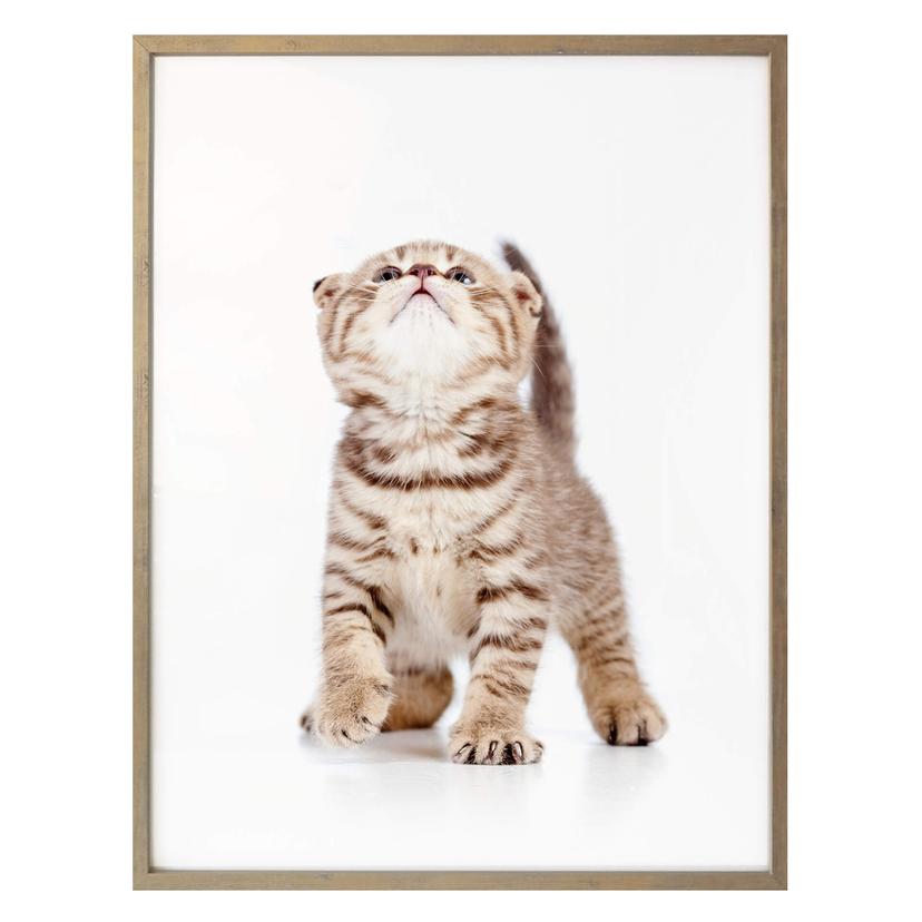 Póster gatito curioso