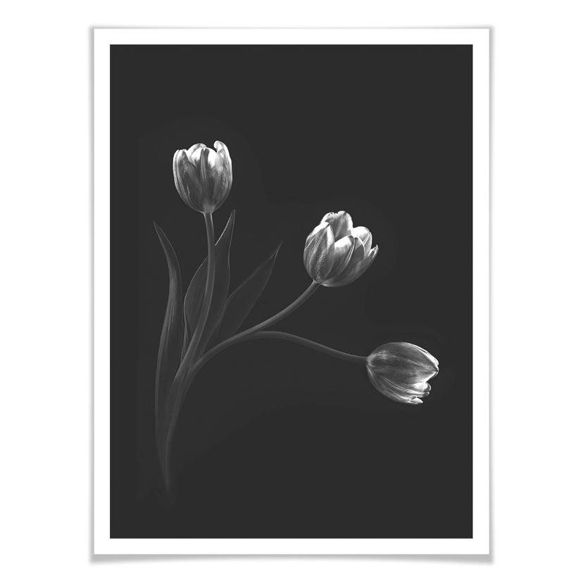 Poster Pan - Trio de tulipes