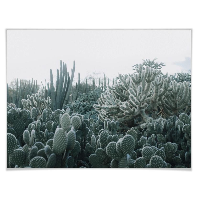 Poster - Cactus