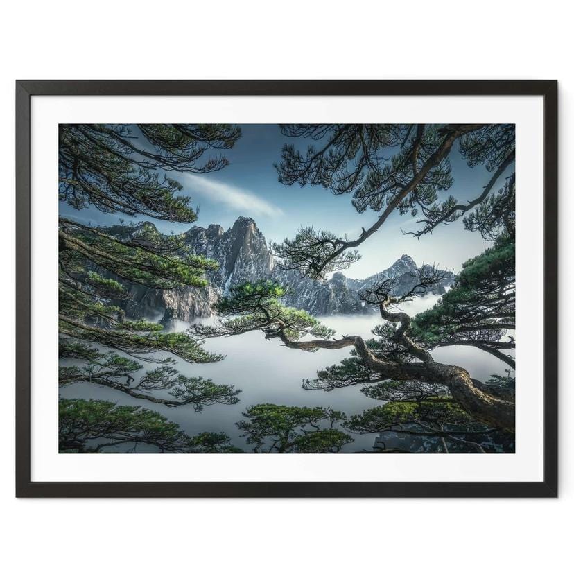 Plakat Fyrreskov i Huang Shan-bjergene - NingYun Ye