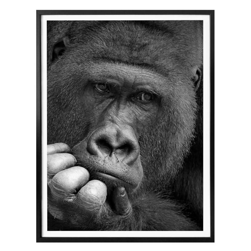 Plakat - Wenner - Gorillaen