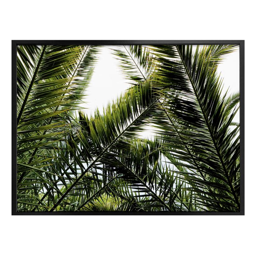Póster de la palmera datilera