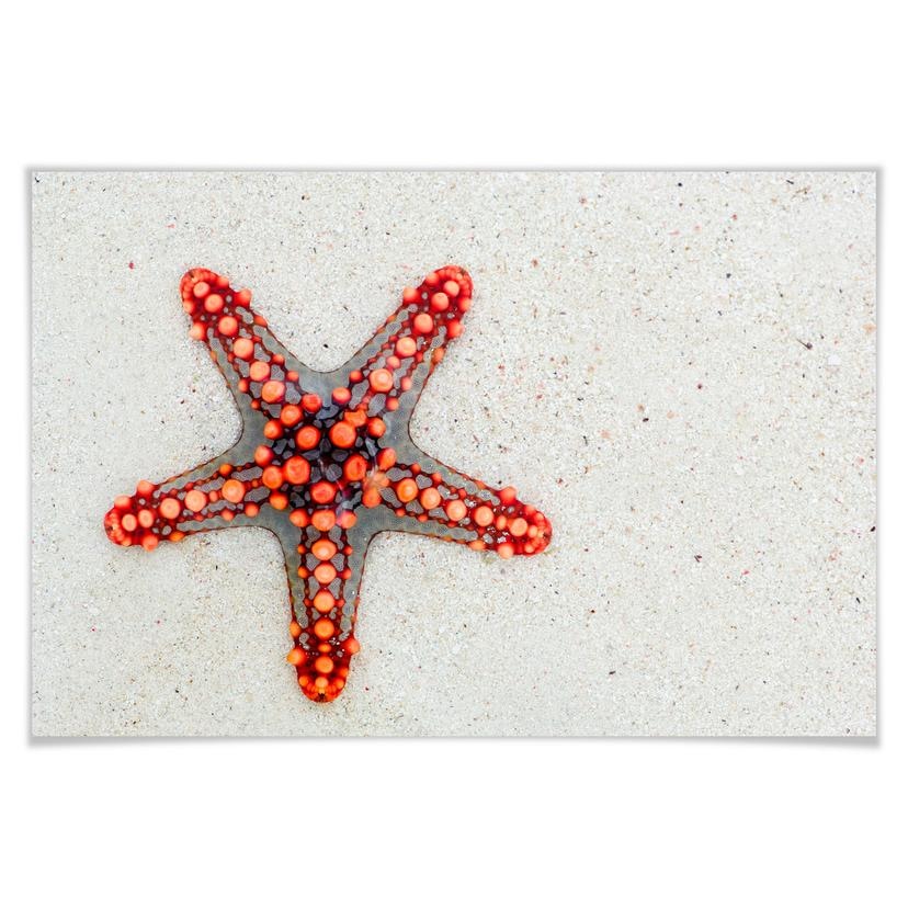 Poster - Étoile de mer