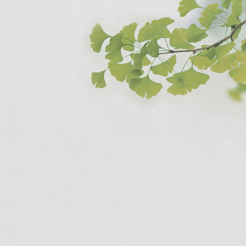 Ginkgo1 Carta da parati effetto cemento in grigio-verde - Carta da parati in tessuto non tessuto Des