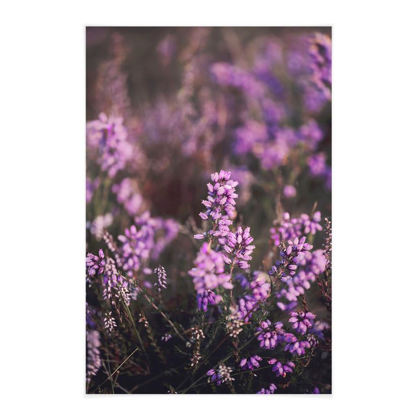 Textil poster lila ljungblomma i varmt ljus - Annie