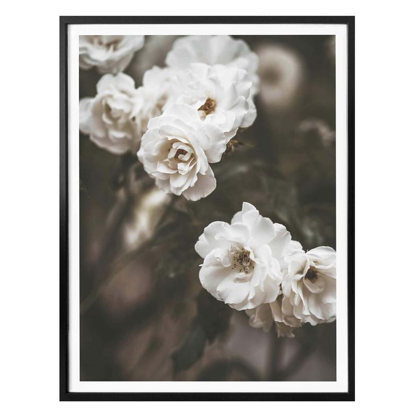 Plakat - Annie - Louise Bugnet Rose