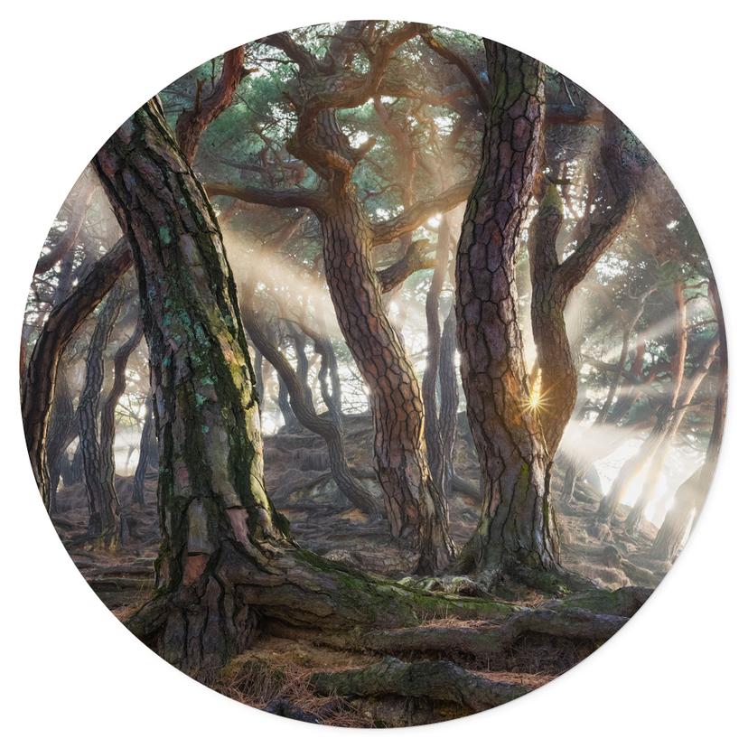 Vinilo decorativo bosque sagrado de pinos - Ryu - Redondo