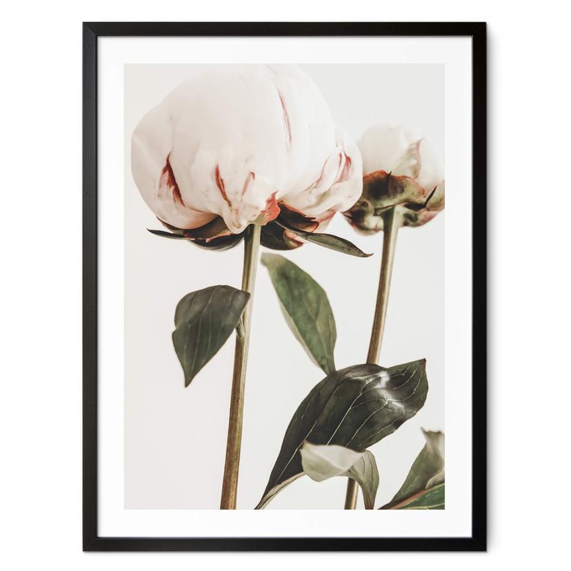 Póster 1X Estudio - Peonías
