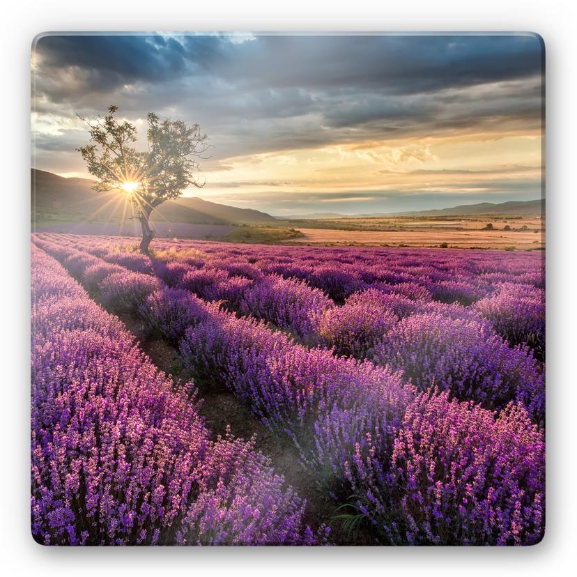 Glasbillede - Lavendel i Provence - Kvadratisk