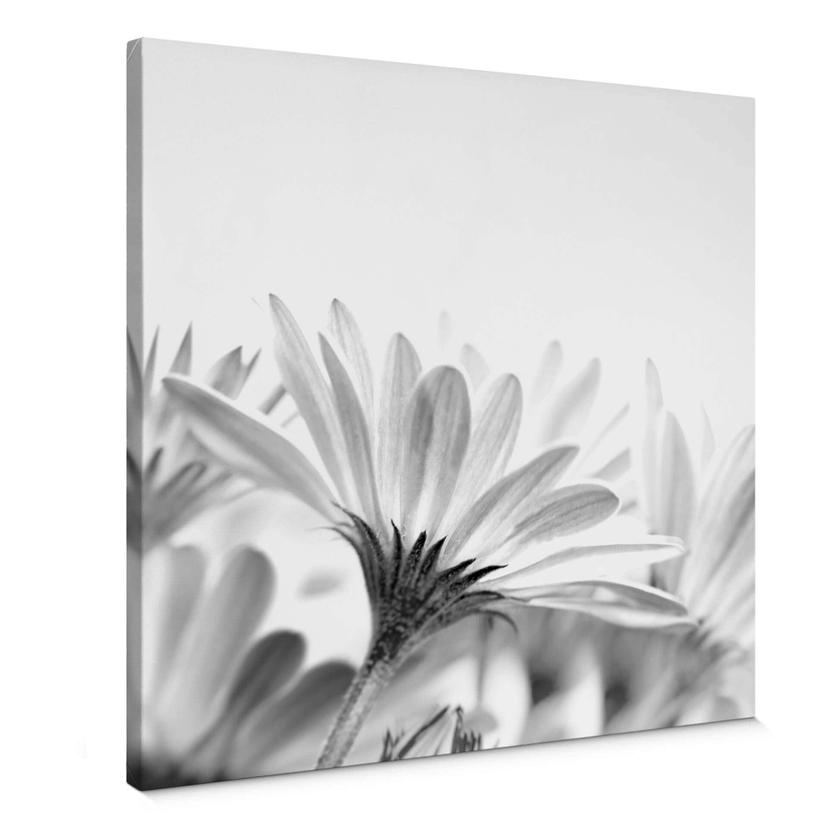 Marguerit - Lærredsprint