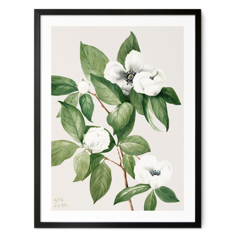 Póster ilustración botánica de una camelia falsa - Walcott