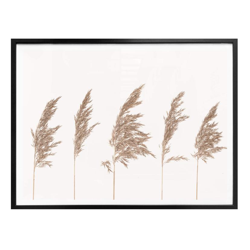 Plakat - Reed Grass