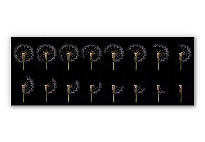 Tableau Forex - Story of a Dandelion - Panorama