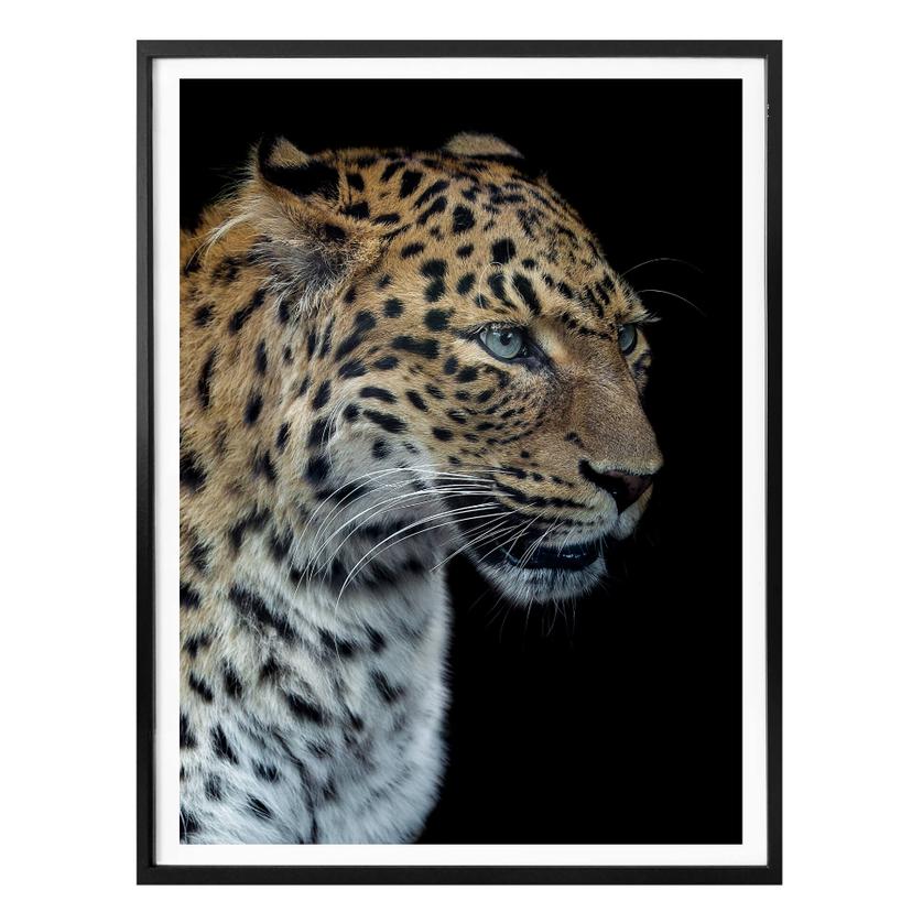 Póster Dambreville - Jaguar curioso
