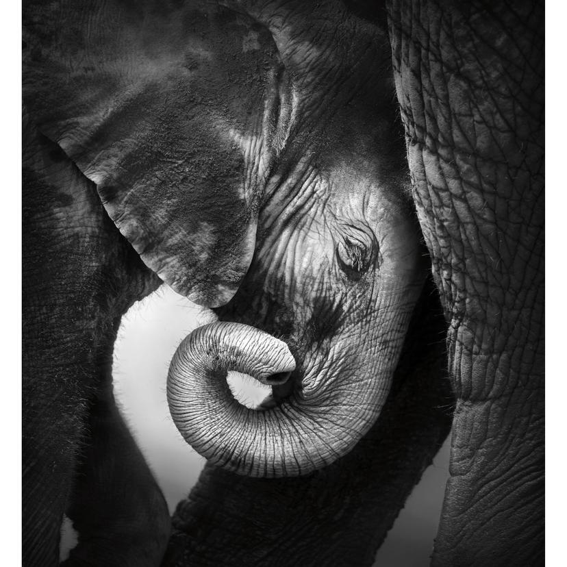 Fotomural - El bebé elefante - 240x260 cm